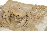 Fossil Crab (Potamon) Preserved in Travertine - Turkey #279099-3